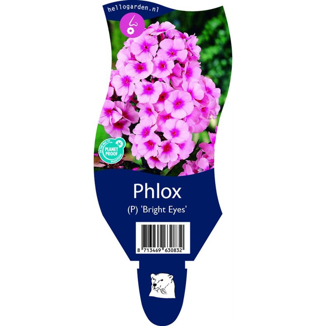 Höstflox – Phlox paniculata 'Bright Eyes' - P11